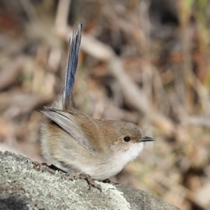 Malurus cyaneus at Hackett, ACT - 1 Jul 2019 03:16 PM