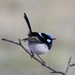 Malurus cyaneus at Hackett, ACT - 1 Jul 2019 03:16 PM