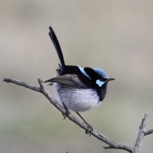 Malurus cyaneus at Hackett, ACT - 1 Jul 2019 03:16 PM