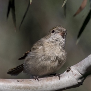 Pachycephala pectoralis at Dunlop, ACT - 1 Jul 2019 12:56 PM