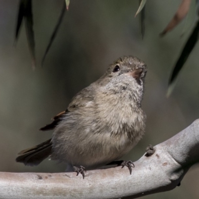 Pachycephala pectoralis (Golden Whistler) at Dunlop, ACT - 1 Jul 2019 by Alison Milton