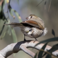 Pachycephala pectoralis at Dunlop, ACT - 1 Jul 2019 12:56 PM