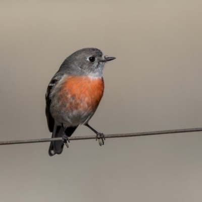 Petroica boodang (Scarlet Robin) at Hall, ACT - 1 Jul 2019 by AlisonMilton