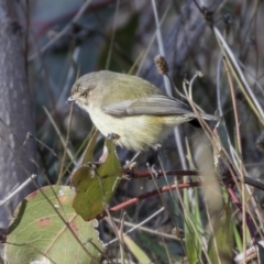 Smicrornis brevirostris (Weebill) at Hall, ACT - 1 Jul 2019 by Alison Milton