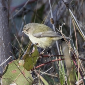 Smicrornis brevirostris at Hall, ACT - 1 Jul 2019