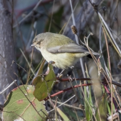 Smicrornis brevirostris (Weebill) at Hall, ACT - 1 Jul 2019 by Alison Milton