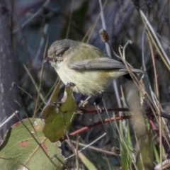 Smicrornis brevirostris at Hall, ACT - 1 Jul 2019