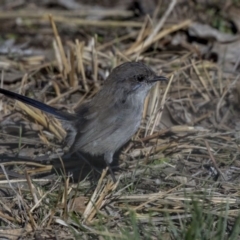 Malurus cyaneus (Superb Fairywren) at Hall, ACT - 1 Jul 2019 by AlisonMilton