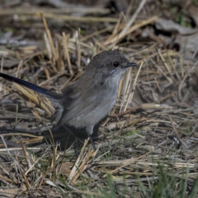 Malurus cyaneus (Superb Fairywren) at Hall, ACT - 1 Jul 2019 by Alison Milton