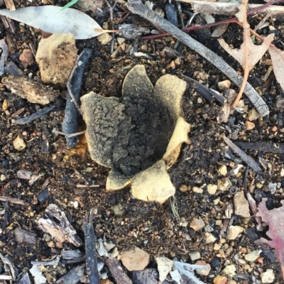 Scleroderma sp. (Scleroderma) at Hughes Garran Woodland - 1 Jul 2019 by ruthkerruish