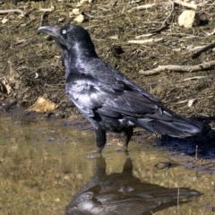 Corvus coronoides (Australian Raven) at Mount Ainslie - 2 Sep 2018 by jb2602