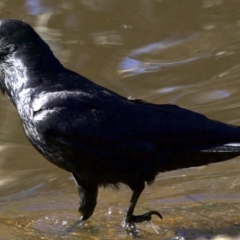 Corvus coronoides at Majura, ACT - 2 Sep 2018 04:07 PM