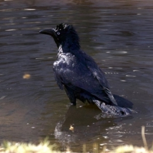 Corvus coronoides at Majura, ACT - 2 Sep 2018 04:07 PM