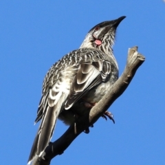 Anthochaera carunculata (Red Wattlebird) at Fyshwick, ACT - 28 Jun 2019 by jbromilow50