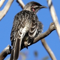 Anthochaera carunculata at Fyshwick, ACT - 28 Jun 2019