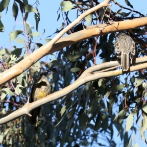 Anthochaera carunculata at Fyshwick, ACT - 28 Jun 2019