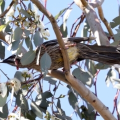 Anthochaera carunculata at Fyshwick, ACT - 28 Jun 2019