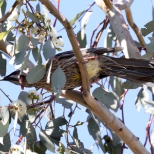 Anthochaera carunculata at Fyshwick, ACT - 28 Jun 2019 11:12 AM