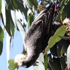 Anthochaera carunculata at Fyshwick, ACT - 28 Jun 2019