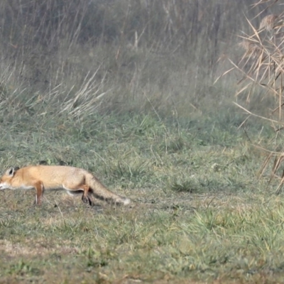 Vulpes vulpes (Red Fox) at Jerrabomberra Wetlands - 28 Jun 2019 by jbromilow50