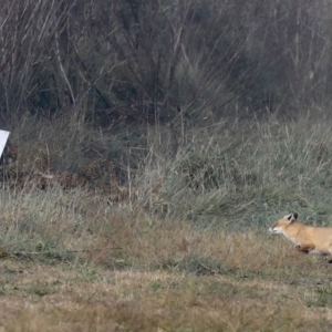 Vulpes vulpes at Fyshwick, ACT - 28 Jun 2019