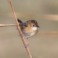 Cisticola exilis (Golden-headed Cisticola) at Fyshwick, ACT - 28 Jun 2019 by jbromilow50