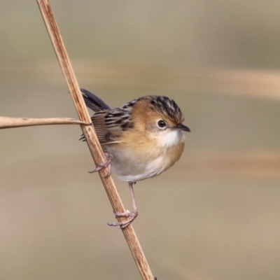 Cisticola exilis (Golden-headed Cisticola) at Fyshwick, ACT - 28 Jun 2019 by jb2602