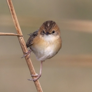 Cisticola exilis at Fyshwick, ACT - 28 Jun 2019