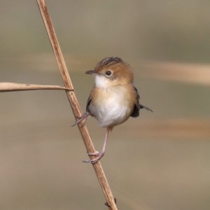 Cisticola exilis at Fyshwick, ACT - 28 Jun 2019 10:15 AM