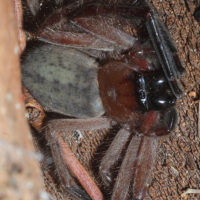 Delena cancerides (Social huntsman spider) at Fyshwick, ACT - 21 Jun 2019 by Harrisi