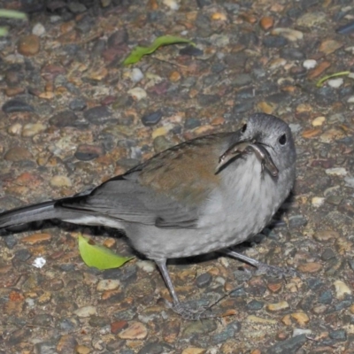 Colluricincla harmonica (Grey Shrikethrush) at Acton, ACT - 26 Jun 2019 by Tim L