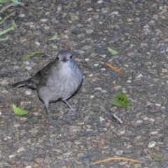 Colluricincla harmonica at Acton, ACT - 26 Jun 2019 11:19 AM