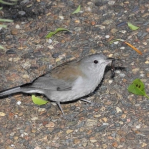 Colluricincla harmonica at Acton, ACT - 26 Jun 2019 11:19 AM