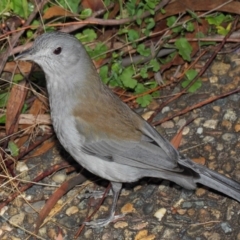 Colluricincla harmonica at Acton, ACT - 26 Jun 2019 11:19 AM