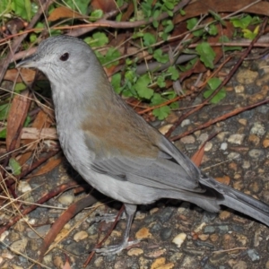 Colluricincla harmonica at Acton, ACT - 26 Jun 2019 11:19 AM