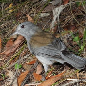 Colluricincla harmonica at Acton, ACT - 26 Jun 2019 11:19 AM