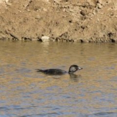 Biziura lobata (Musk Duck) at Illilanga & Baroona - 22 Jun 2019 by Illilanga