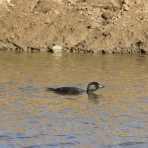 Biziura lobata at Michelago, NSW - 22 Jun 2019