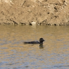 Biziura lobata at Michelago, NSW - 22 Jun 2019