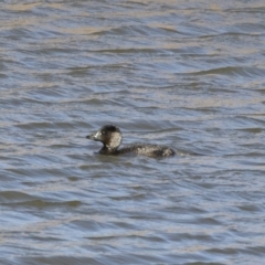 Biziura lobata at Michelago, NSW - 22 Jun 2019