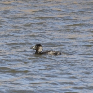 Biziura lobata at Michelago, NSW - 22 Jun 2019