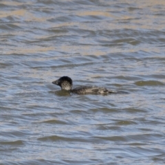 Biziura lobata at Michelago, NSW - 22 Jun 2019