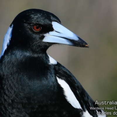 Gymnorhina tibicen (Australian Magpie) at Coomee Nulunga Cultural Walking Track - 28 Jun 2019 by CharlesDove