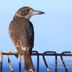 Cracticus torquatus (Grey Butcherbird) at Coomee Nulunga Cultural Walking Track - 26 Jun 2019 by Charles Dove