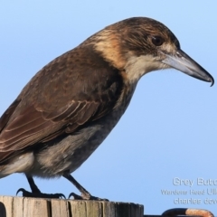 Cracticus torquatus at Coomee Nulunga Cultural Walking Track - 27 Jun 2019 12:00 AM