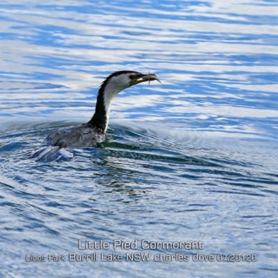 Microcarbo melanoleucos (Little Pied Cormorant) at Wairo Beach and Dolphin Point - 28 Jun 2019 by Charles Dove