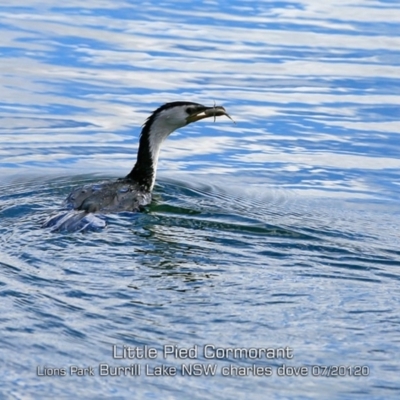 Microcarbo melanoleucos (Little Pied Cormorant) at Wairo Beach and Dolphin Point - 29 Jun 2019 by CharlesDove