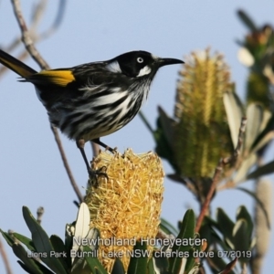 Phylidonyris novaehollandiae at Ulladulla, NSW - 27 Jun 2019 12:00 AM