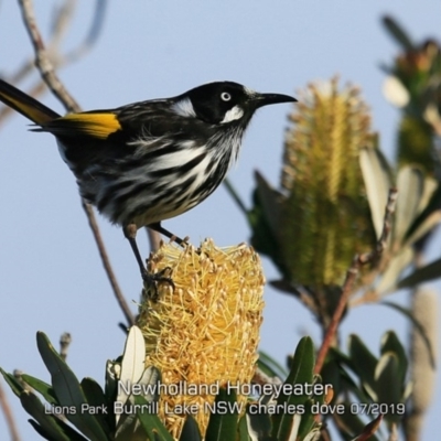 Phylidonyris novaehollandiae (New Holland Honeyeater) at Ulladulla, NSW - 27 Jun 2019 by CharlesDove