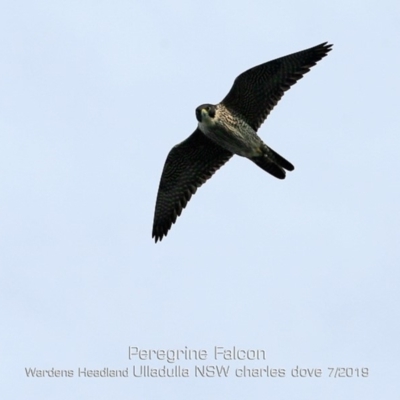 Falco peregrinus (Peregrine Falcon) at Coomee Nulunga Cultural Walking Track - 28 Jun 2019 by Charles Dove